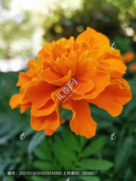 萬壽菊