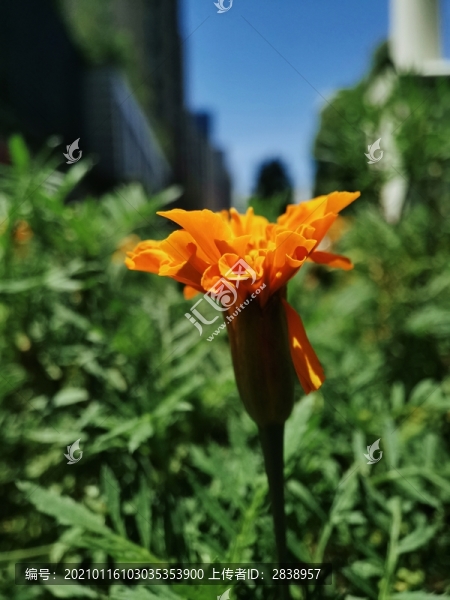 萬(wàn)壽菊