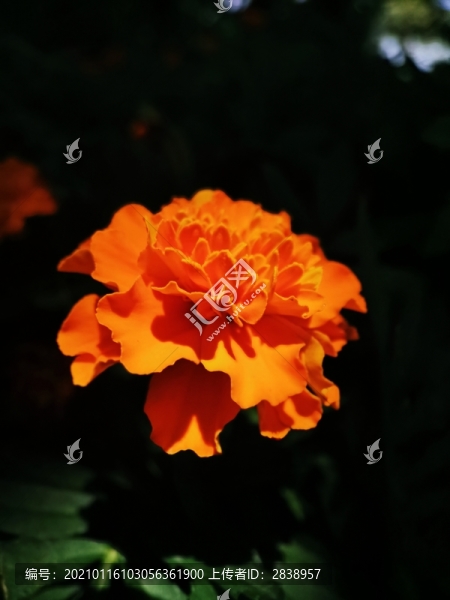 萬(wàn)壽菊