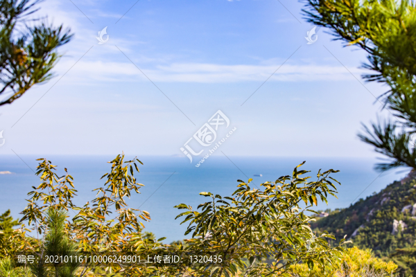 青島嶗山海濱樹林植被