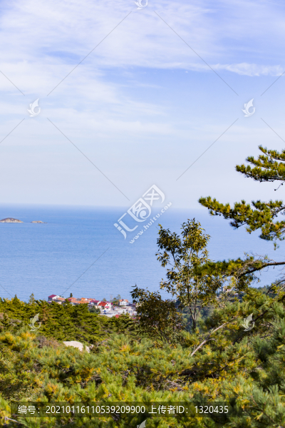 青島嶗山海濱山林植被