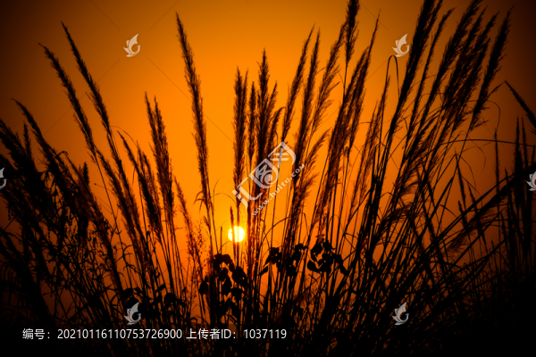 蘆葦