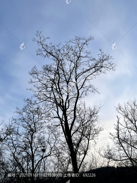 樹