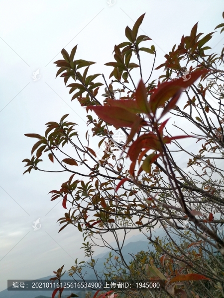 天空紅葉