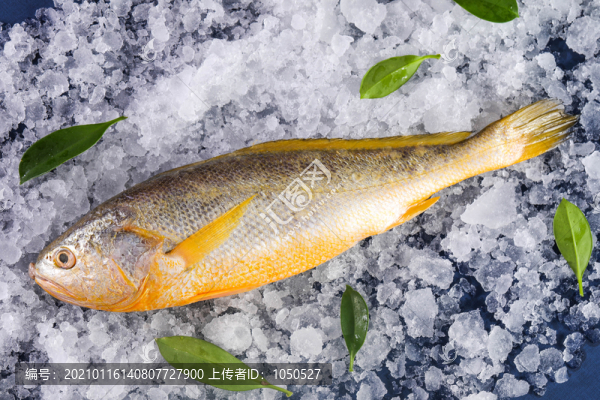 野生大黃魚