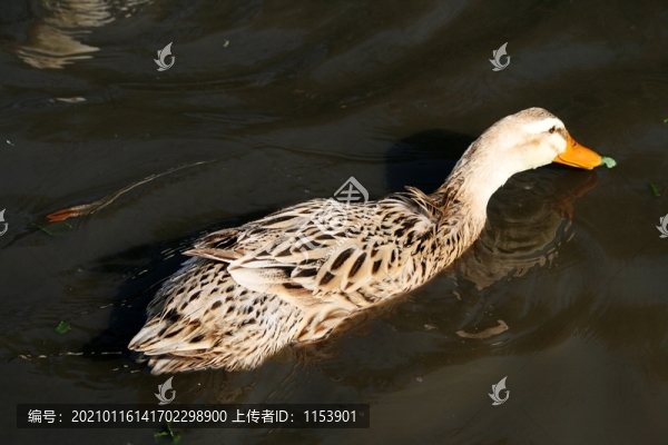 麻鴨