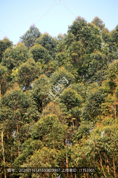 桉樹林
