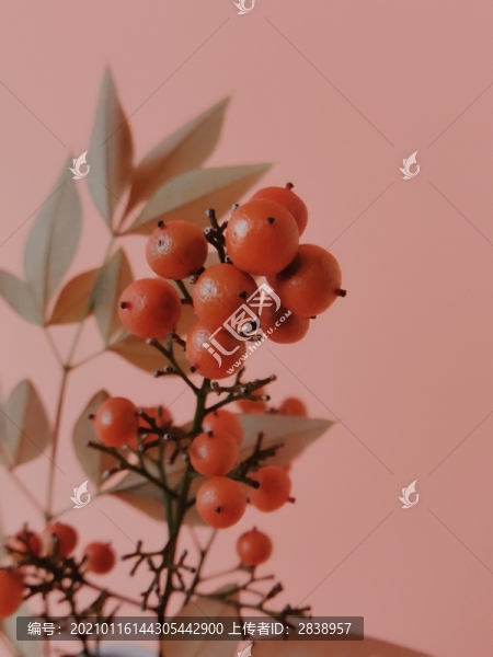 南天竹