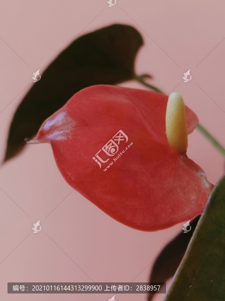 紅掌