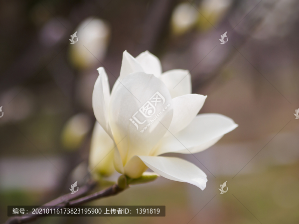 一朵白玉蘭