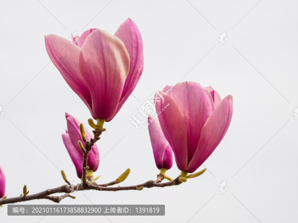 紅玉蘭花