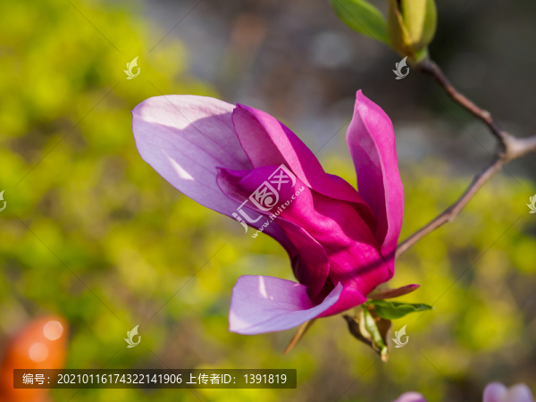 紅色的玉蘭花