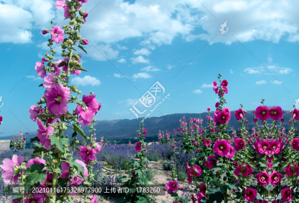 貼鼻花