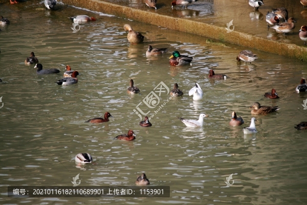 水鳥