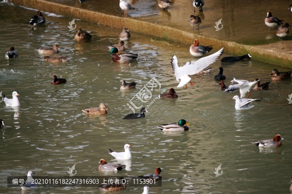 水鳥