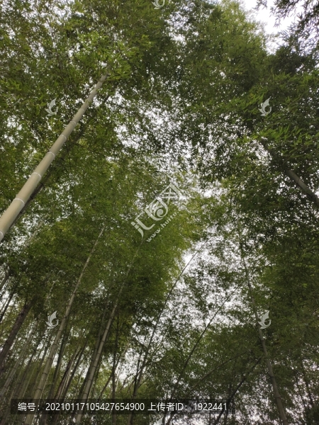 竹子背景