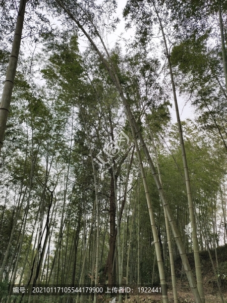 竹子