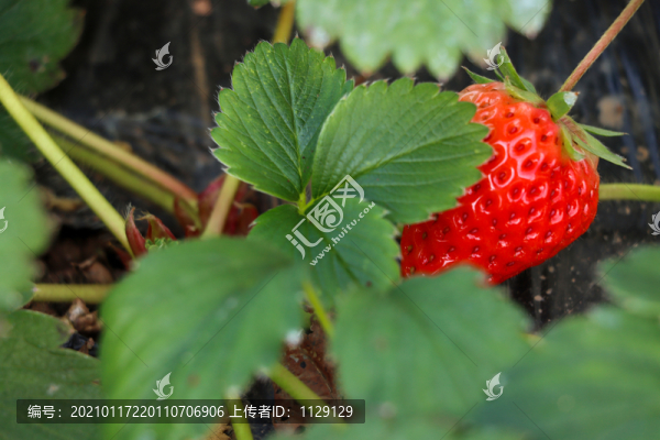 草莓地