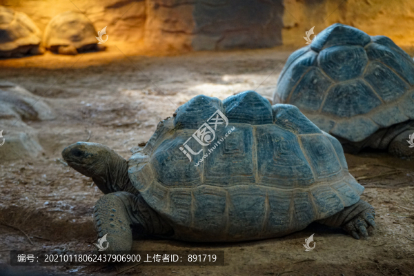 陸龜