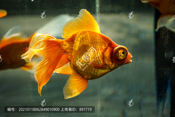 紅龍睛金魚