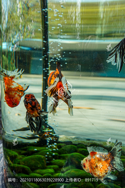 金魚