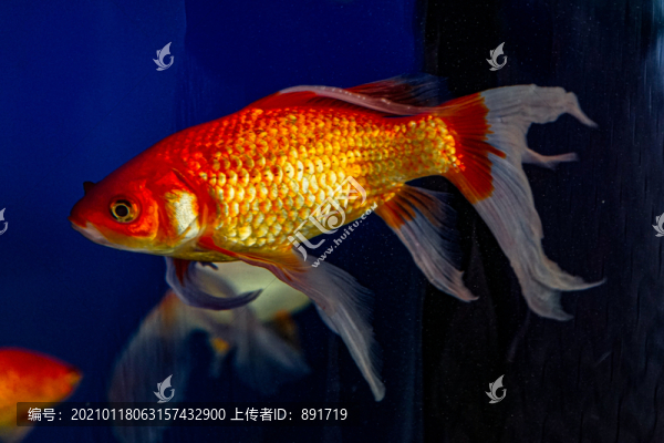 草金魚