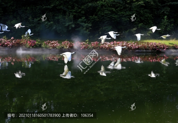 飛鳥(niǎo)