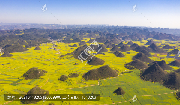 云南曲靖羅平縣油菜花