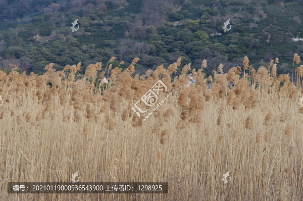 黃色蘆葦叢