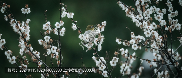 花鳥圖