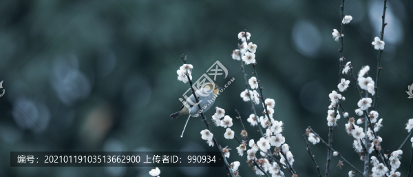 花鳥圖
