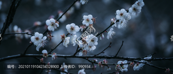 梅花
