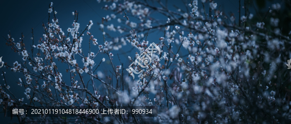 梅花