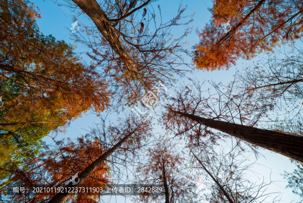 落羽杉天空
