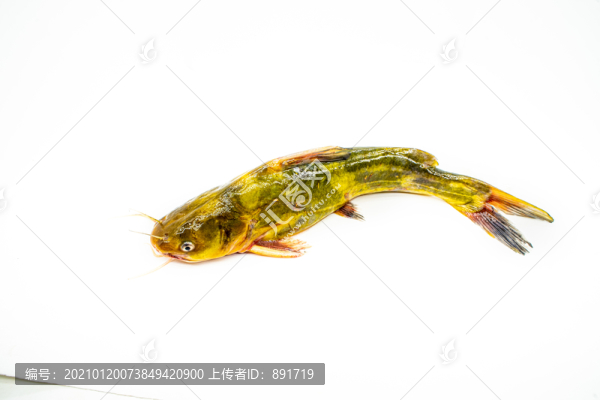 黄骨鱼