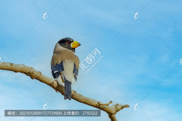 黑頭蠟嘴雀