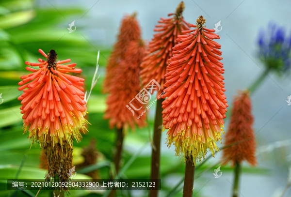火炬百合花卉