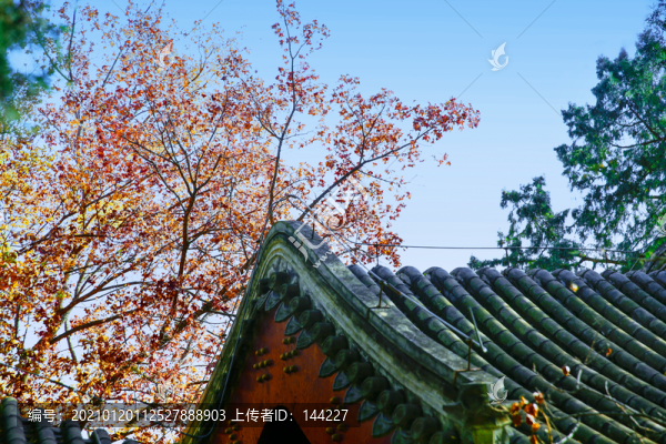 香山紅葉