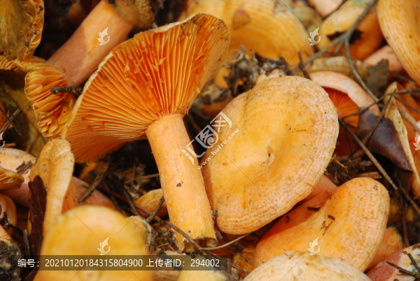 新鮮松菌