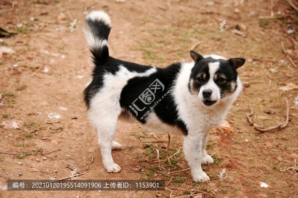 小狗