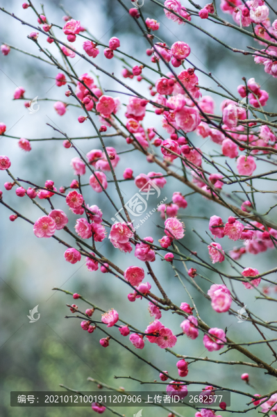 梅花