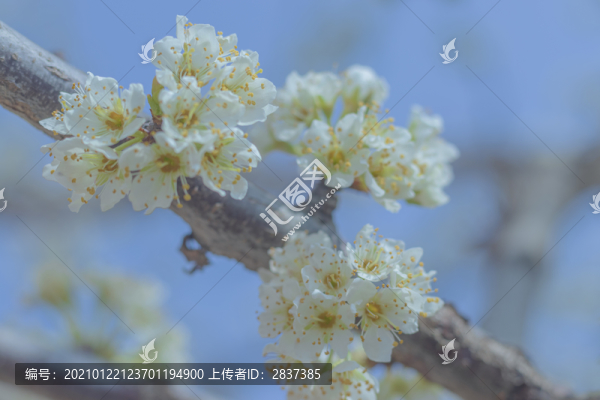 李子花