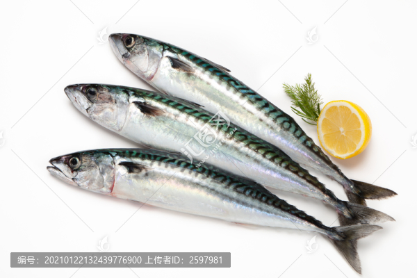青花魚