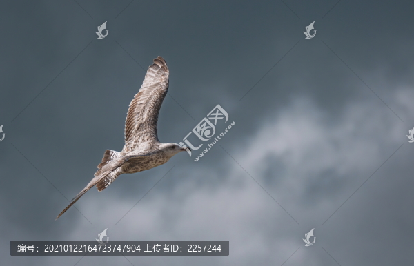 矛隼