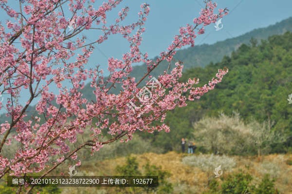梁化梅園