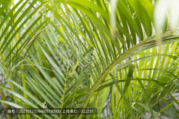 綠植
