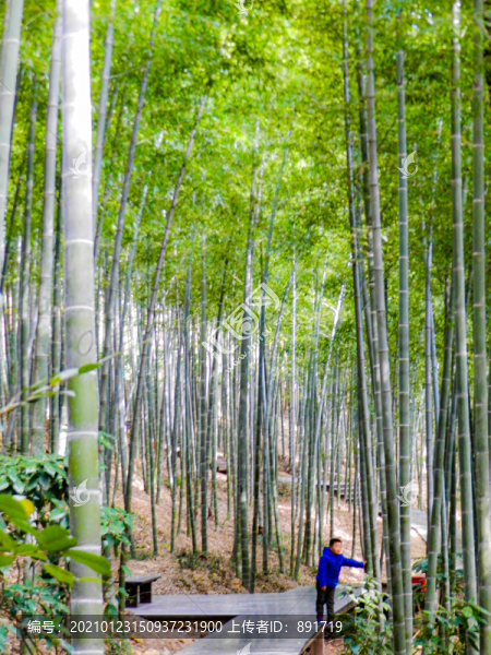 綠竹林