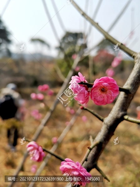 粉色梅花