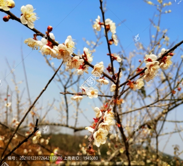 梅花開