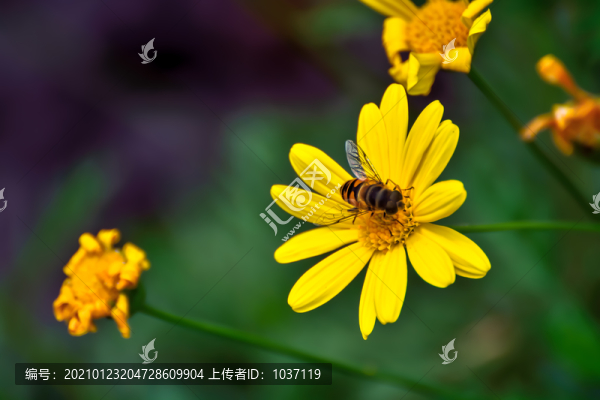 蜂花戀